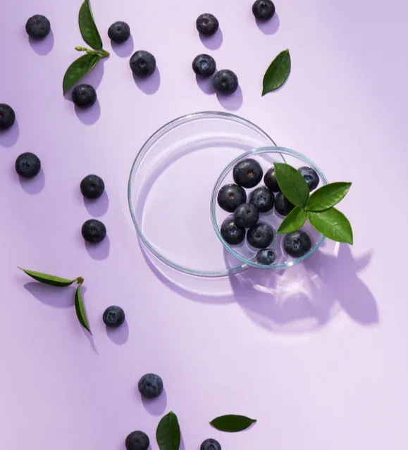 Bilberry Extract